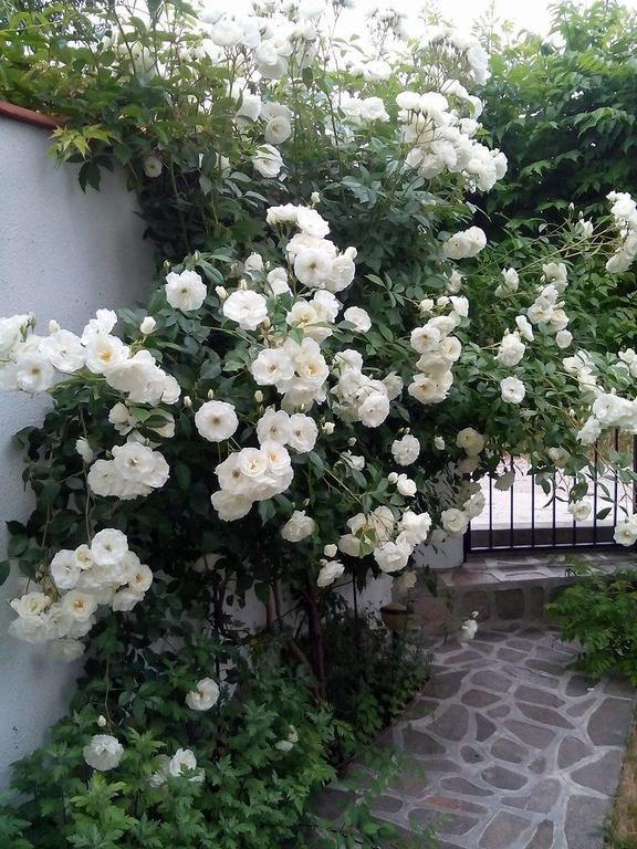 Guest House By The Captain Varna Bagian luar foto