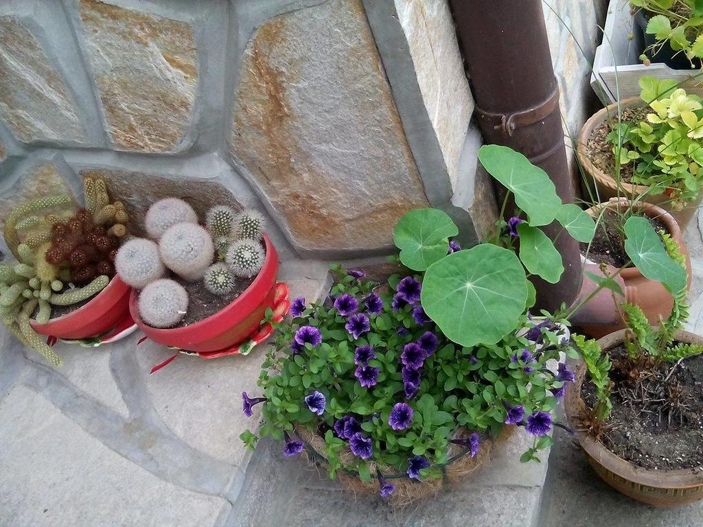 Guest House By The Captain Varna Bagian luar foto